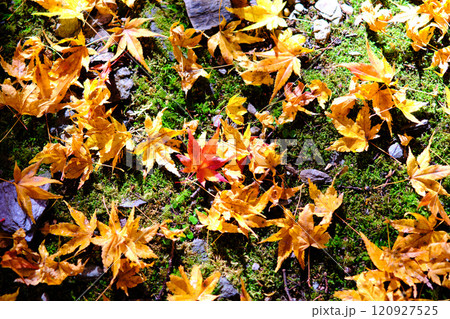 定福寺の紅葉 高知 定福寺の紅葉 高知 120927525