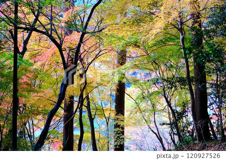 定福寺の紅葉　高知 120927526