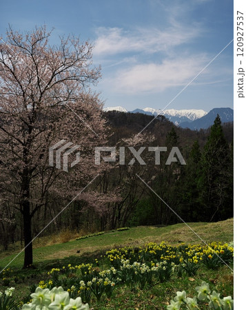 桜満開の陸郷桜仙峡から北アルプスを望む 桜満開の陸郷桜仙峡から北アルプスを望む 120927537