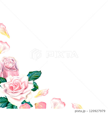 Watercolor rose flowers in pastel pink colors. Hand drawn floral illustration for wedding invitations or greeting cards on isolated background. Corner botanical composition with green leaves, petals. Watercolor rose flowers in pastel pink colors. Hand drawn floral illustration for wedding invitations or greeting cards on isolated background. Corner botanical composition with green leaves, petals. 120927979
