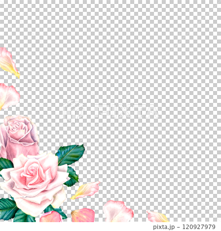Watercolor rose flowers in pastel pink colors. Hand drawn floral illustration for wedding invitations or greeting cards on isolated background. Corner botanical composition with green leaves, petals. Watercolor rose flowers in pastel pink colors. Hand drawn floral illustration for wedding invitations or greeting cards on isolated background. Corner botanical composition with green leaves, petals. 120927979