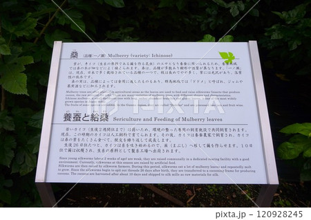 富岡製糸場　旧富岡製糸場　桑　養蚕　一ノ瀬　説明看板 120928245