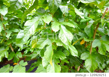 富岡製糸場 旧富岡製糸場 桑 養蚕 一ノ瀬 富岡製糸場 旧富岡製糸場 桑 養蚕 一ノ瀬 120928251