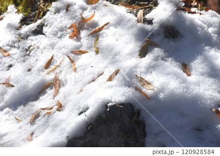 leaf falling on snow of five colors lake at Jiuzhaigou natural national park travel location in China  120928584