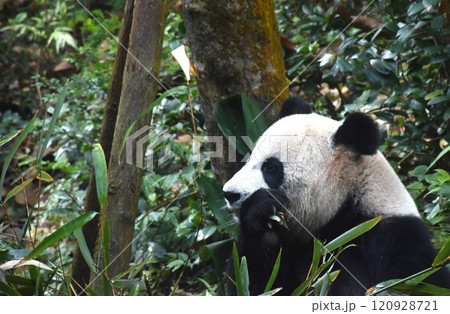 panda feeding fresh bamboo leaf on ground in forest 120928721
