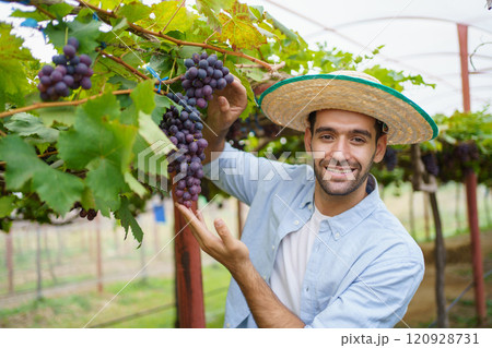 Happy cheerful vineyard worker harvesting a branches of grape on the grape tree close up. Organic agriculture and farming for sustainable lifestyle concept. 120928731