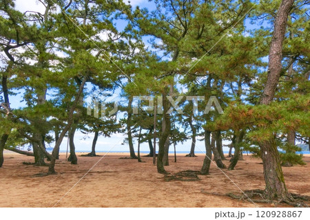 海の見える津田の松原 120928867