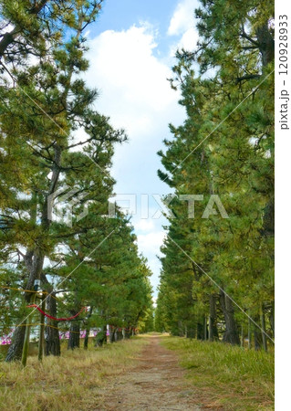 松林の散歩道 120928933