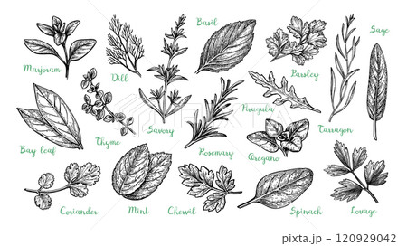 Big set of herbs. 120929042