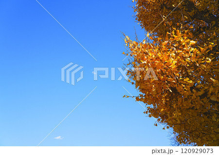 秋の空と紅葉した木 120929073