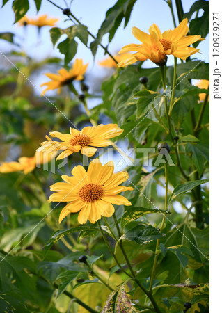 ニトベギク 120929271