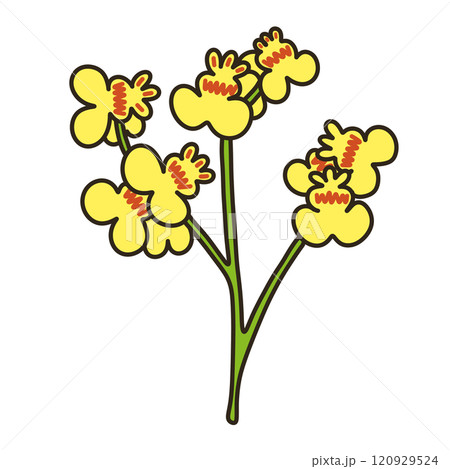 オンシジューム 120929524