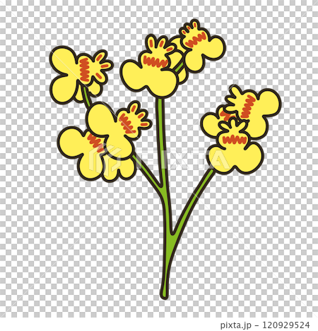 オンシジューム 120929524