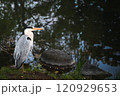 水辺にたたずむ鷺 120929653