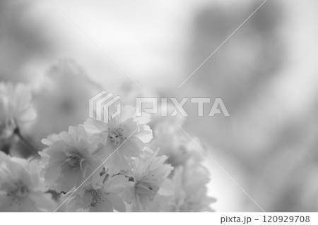 春、モノクロの花々 120929708