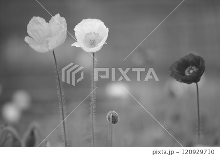 春、モノクロの花々 120929710