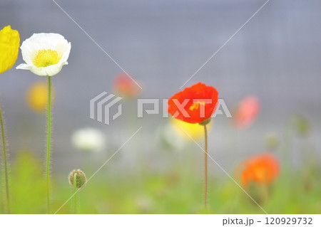 春、色とりどりの花々 春、色とりどりの花々 120929732