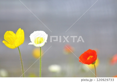 春、色とりどりの花々 春、色とりどりの花々 120929733