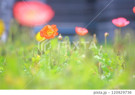 春、色とりどりの花々 春、色とりどりの花々 120929736