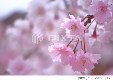 春に咲く満開の桜 120929745