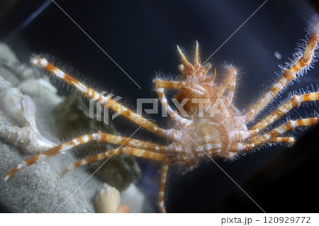 蒲郡水族館 120929772