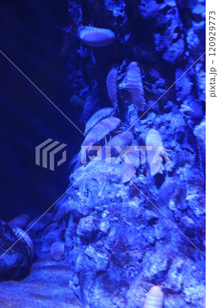 蒲郡水族館　オオグソクムシ 120929773