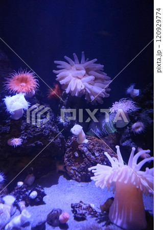 蒲郡水族館　イソギンチャク 120929774