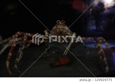 蒲郡水族館 タカアシガニ 蒲郡水族館 タカアシガニ 120929775