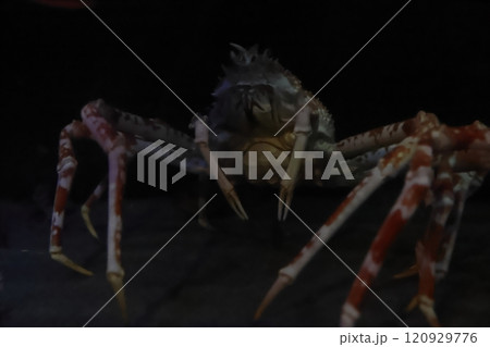 蒲郡水族館 タカアシガニ 蒲郡水族館 タカアシガニ 120929776