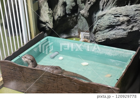 蒲郡水族館　コツメカワウソ 120929778