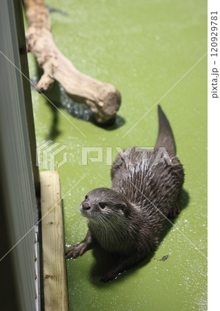 蒲郡水族館 コツメカワウソ 蒲郡水族館 コツメカワウソ 120929781