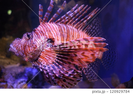 蒲郡水族館 ハナミノカサゴ 蒲郡水族館 ハナミノカサゴ 120929784