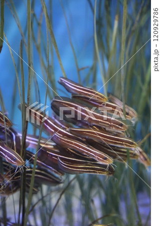 蒲郡水族館　ゴンズイ 120929786