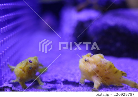 蒲郡水族館 カエルアンコウ 蒲郡水族館 カエルアンコウ 120929787