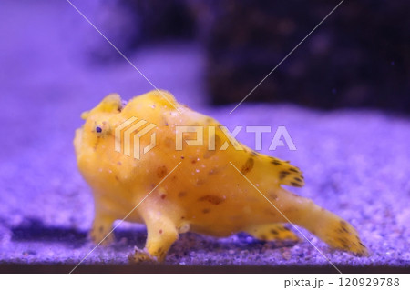 蒲郡水族館　カエルアンコウ 120929788