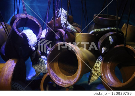 蒲郡水族館 ウツボ 蒲郡水族館 ウツボ 120929789