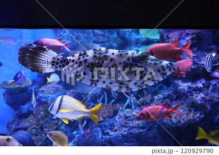 蒲郡水族館 ソウシハギ 蒲郡水族館 ソウシハギ 120929790