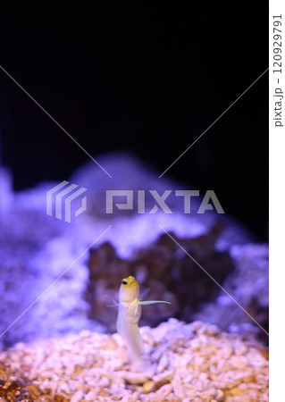 蒲郡水族館 イエローヘッドジョーフィッシュ 蒲郡水族館 イエローヘッドジョーフィッシュ 120929791