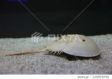 蒲郡水族館　カブトガニ 120929792