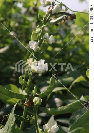 Hyacinth Beans on plant in farm Hyacinth Beans on plant in farm 120929967