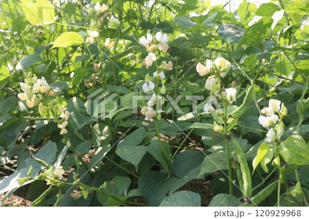 Hyacinth Beans on plant in farm Hyacinth Beans on plant in farm 120929968