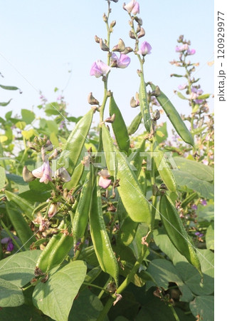 Hyacinth Beans on plant in farm Hyacinth Beans on plant in farm 120929977