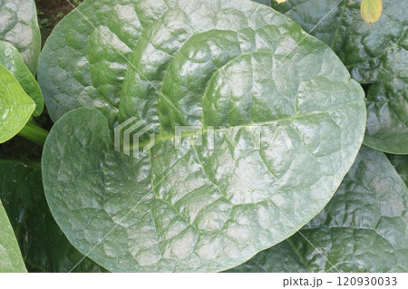 Malabar spinach on farm for harvesting 120930033