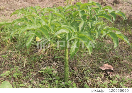 amorphophallus bulbifer plant on forest amorphophallus bulbifer plant on forest 120930090