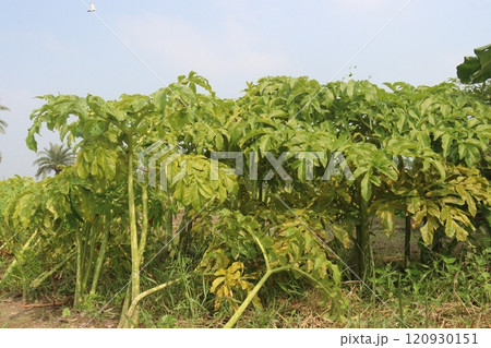 amorphophallus bulbifer plant on forest 120930151