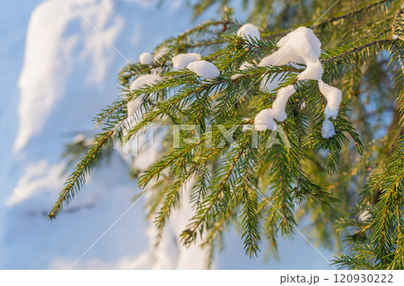 Winter spruce branch. Snow falling and cold weather. Fir tree branch snow covered  120930222