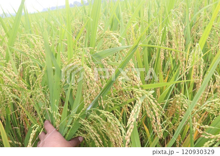 paddy plant on field for harvest are cash crops paddy plant on field for harvest are cash crops 120930329