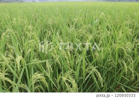 paddy plant on field for harvest are cash crops 120930333