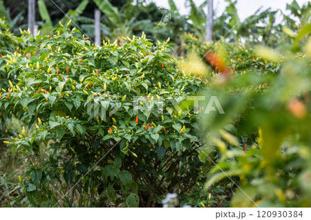 島唐辛子のイメージ 120930384