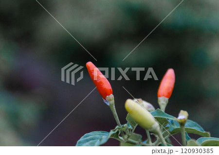 島唐辛子のイメージ 島唐辛子のイメージ 120930385